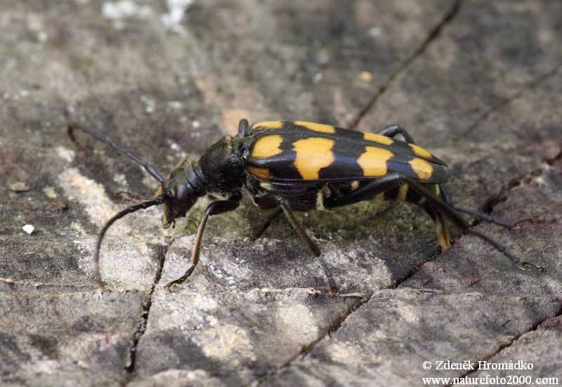 Tesařík čtveropásý, Leptura quadrifasciata, Cerambycidae, Lepturini (Brouci, Coleoptera)
